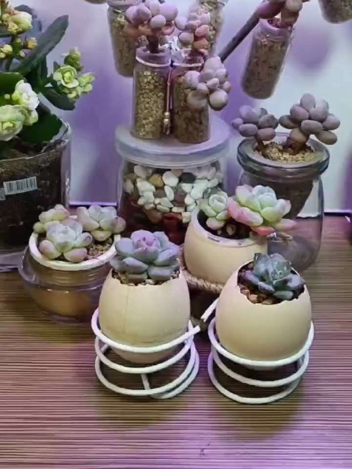 用鸡蛋壳养多肉,观赏价值高