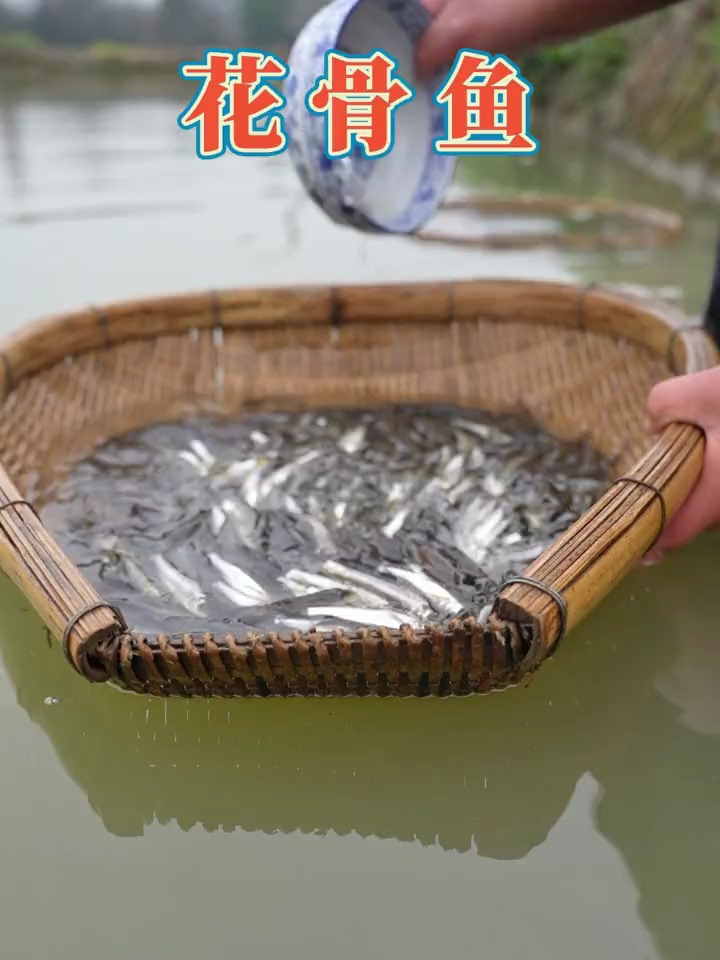 花骨鱼又被大家称为“花姑娘”,体形修长优美
