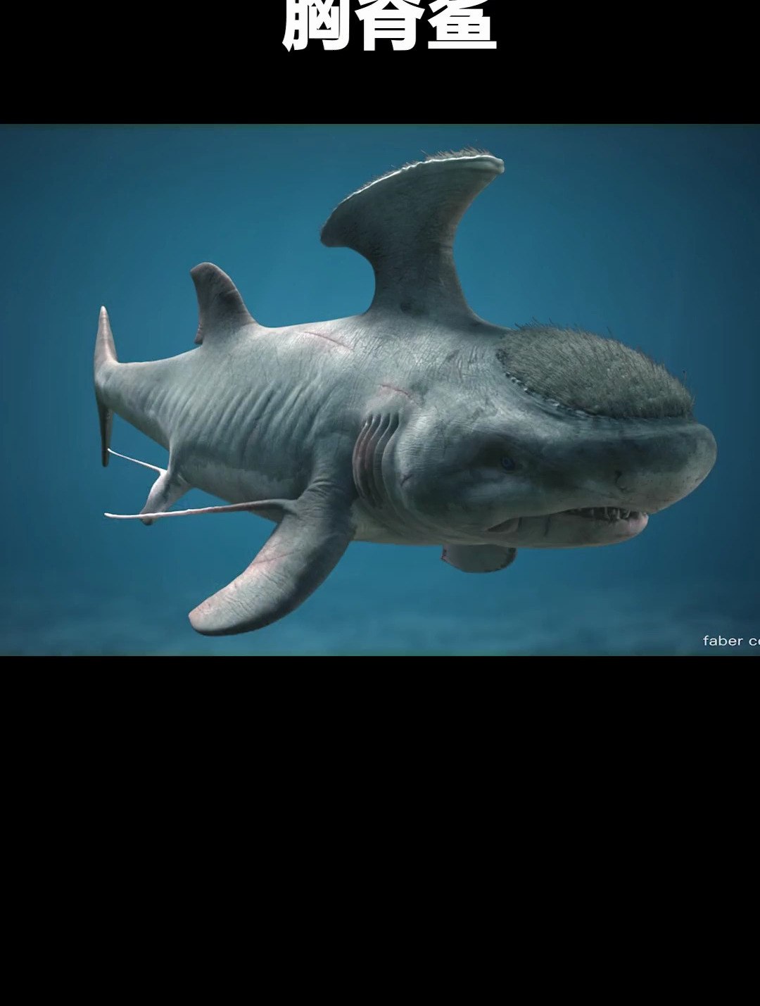 胸脊鲨生存于泥盆纪晚期至石炭纪晚期 雄性身上有个熨斗状的背脊