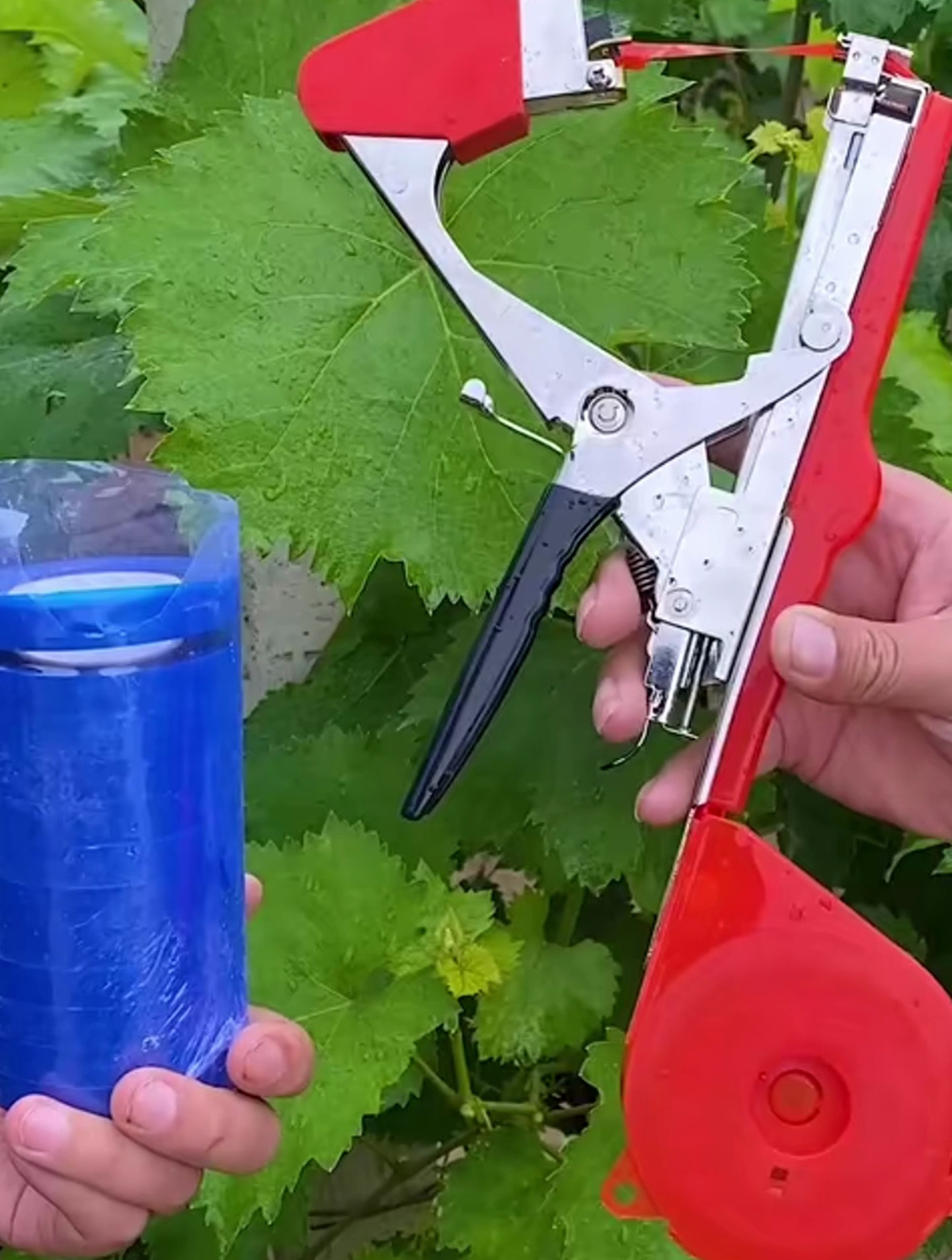 这是蔬菜瓜果绑枝机,捆绑葡萄蔬菜藤都得用的上,农民伯伯好帮手