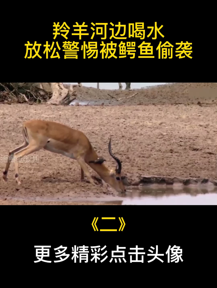 羚羊河边喝水,放松警惕被鳄鱼偷袭