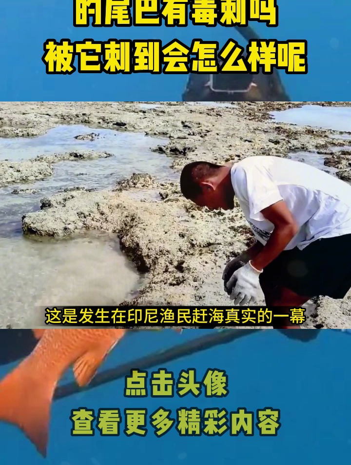你知道鳐鱼的尾巴有毒刺吗?被它刺到会怎么样呢