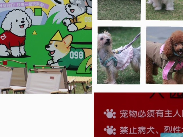 组织了场宠物鱿鱼游戏,结果全是 “戏精”组织了场宠物章鱼游戏