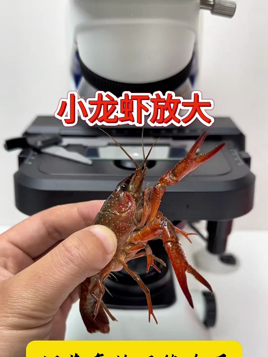 龙虾虾黄就是营养成分,还是龙虾的奥利给呢?
