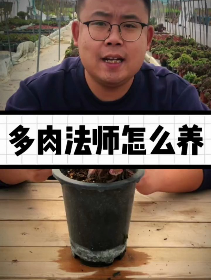 多肉植物法师应该怎么养