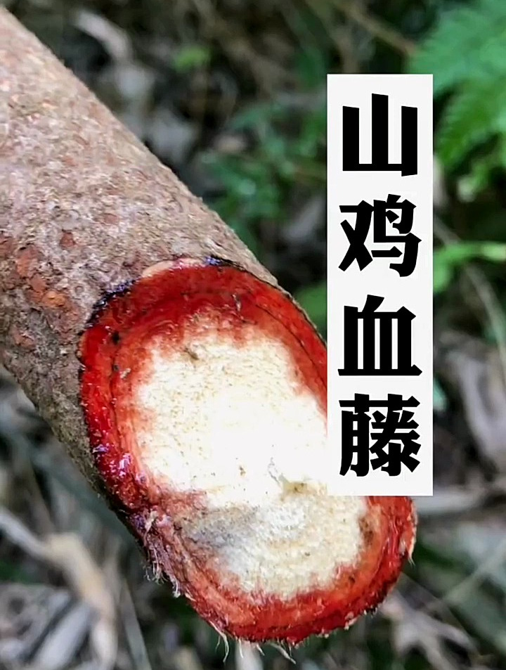 山鸡血藤又叫五叶鸡血藤