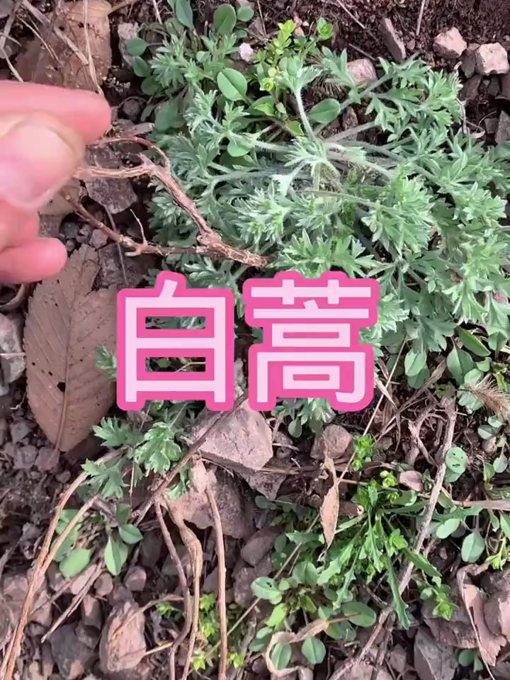 白蒿学名茵陈,三农快成长
