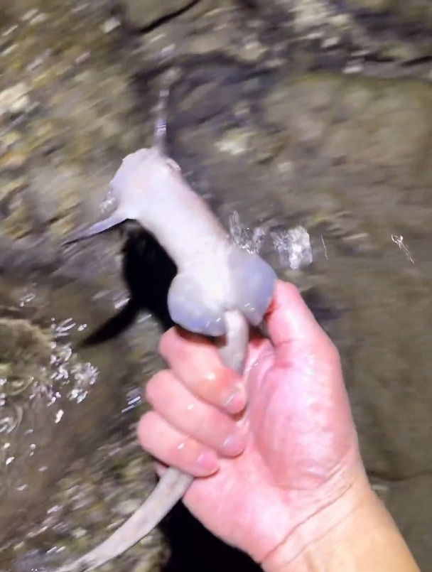狗鲨是鲨鱼吗?赶海