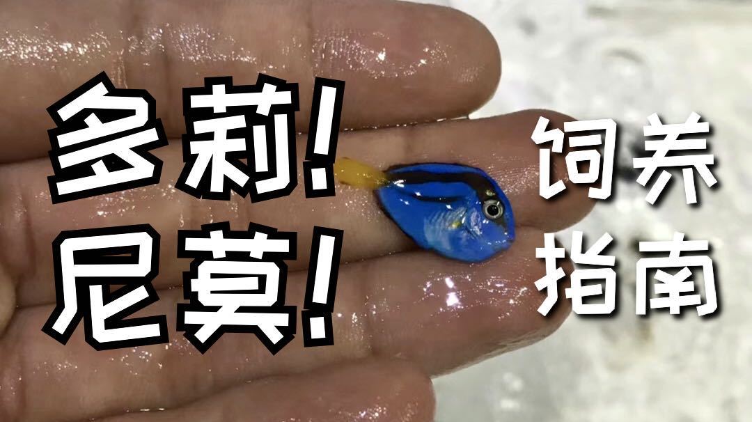 一起来看看海缸里的尼莫和多莉吧