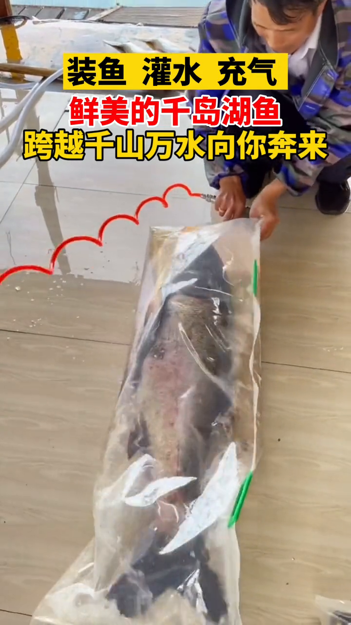 你知道鲜美的千岛湖鱼是怎么保鲜来到你面前的吗?