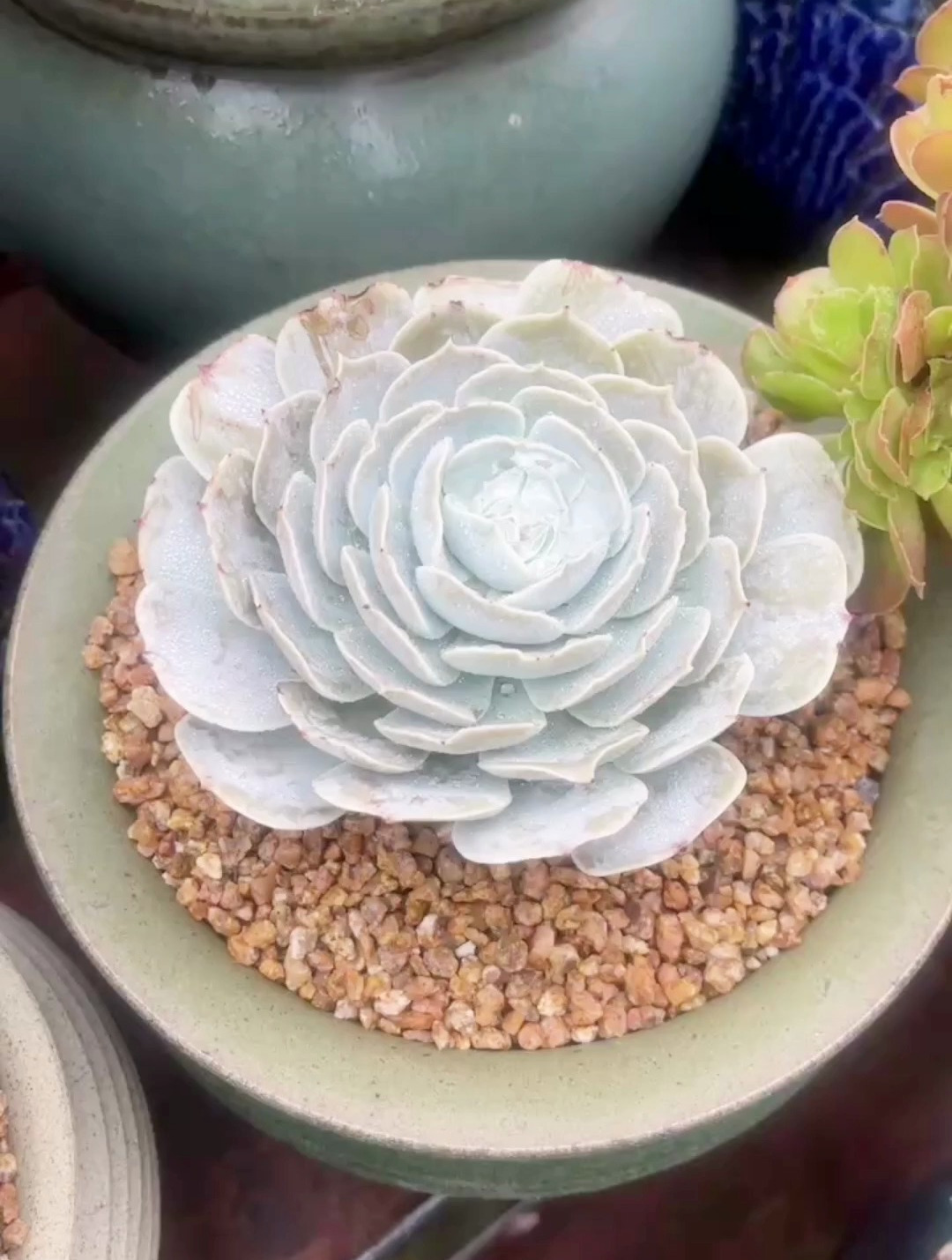 圣卡洛斯,很多人喜欢的一款多肉品种!