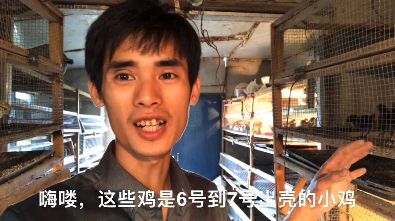 小鸡出壳10多天,各个精神活泼,少不了环境卫生管理得好