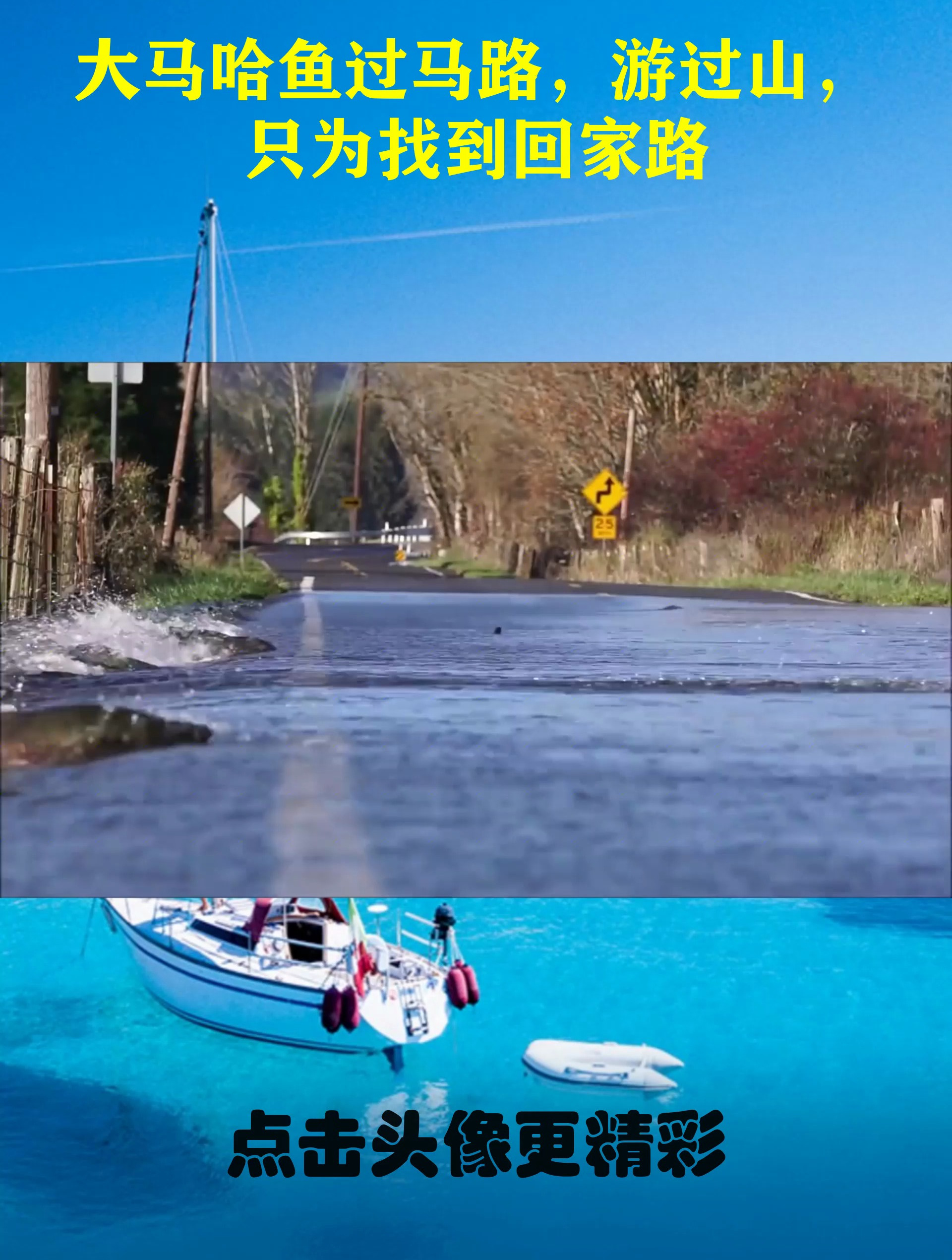 大马哈鱼过马路,游过山,只为找到回家路