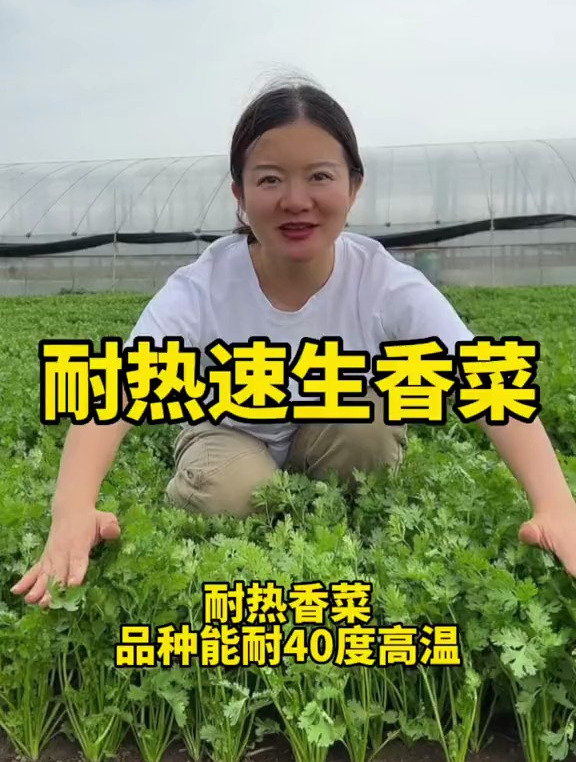 夏季种植香菜,一定选择耐热不抽苔香菜品种,它发芽快,品质好