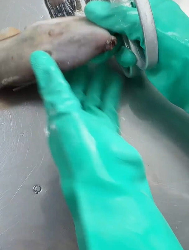 耗儿鱼扒皮鱼,新鲜现杀,1斤的鱼,去头去皮去内脏就只剩4两