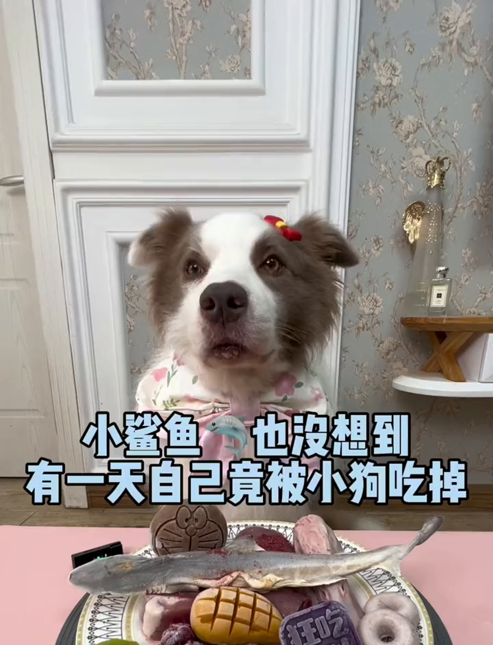 小鲨鱼万万没想到,竟然会被小狗给吃掉……
