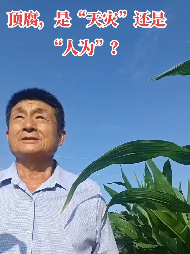 玉米顶腐,人为造成极为严重?农业种植
