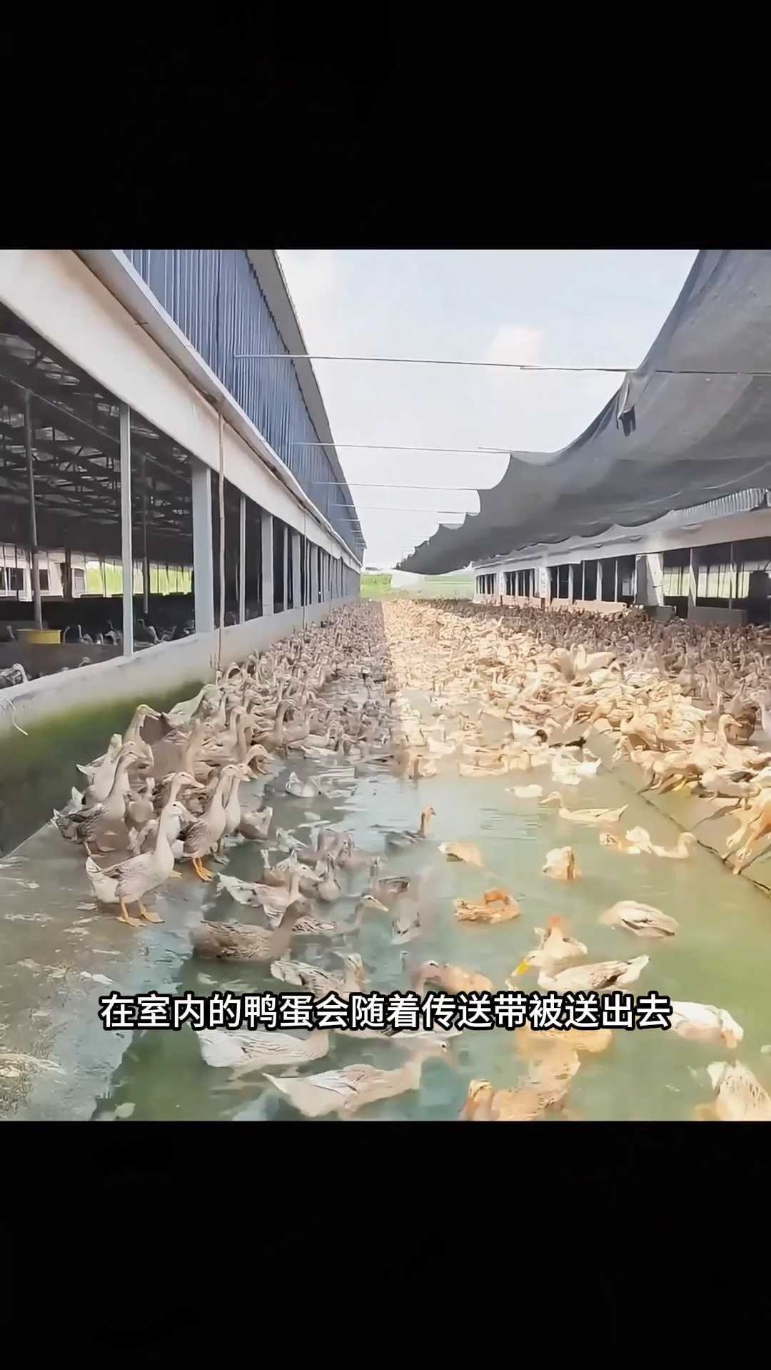 养殖鸭子原来还可以这样?