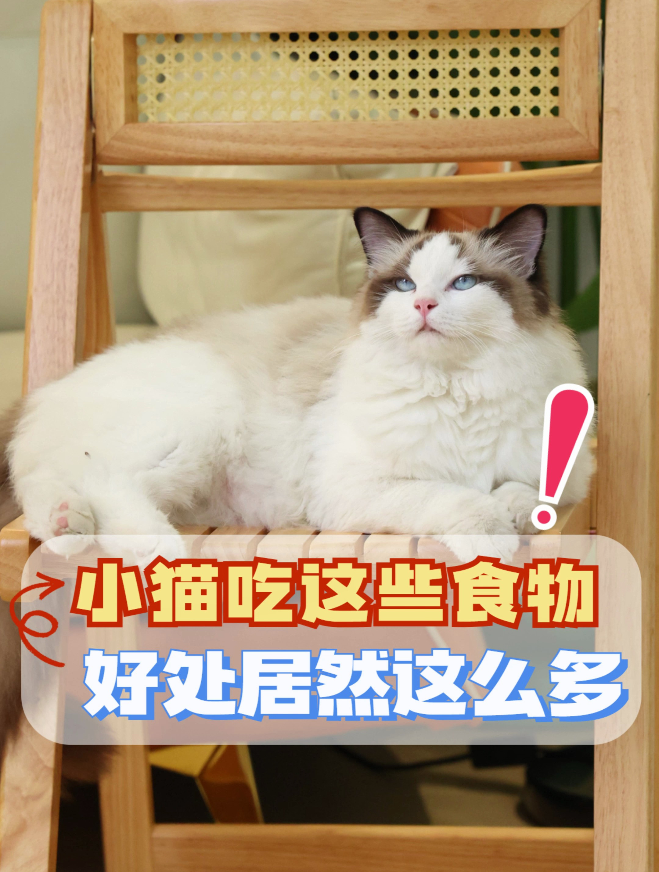 小猫多吃这些人类吃的食物,好处有很多