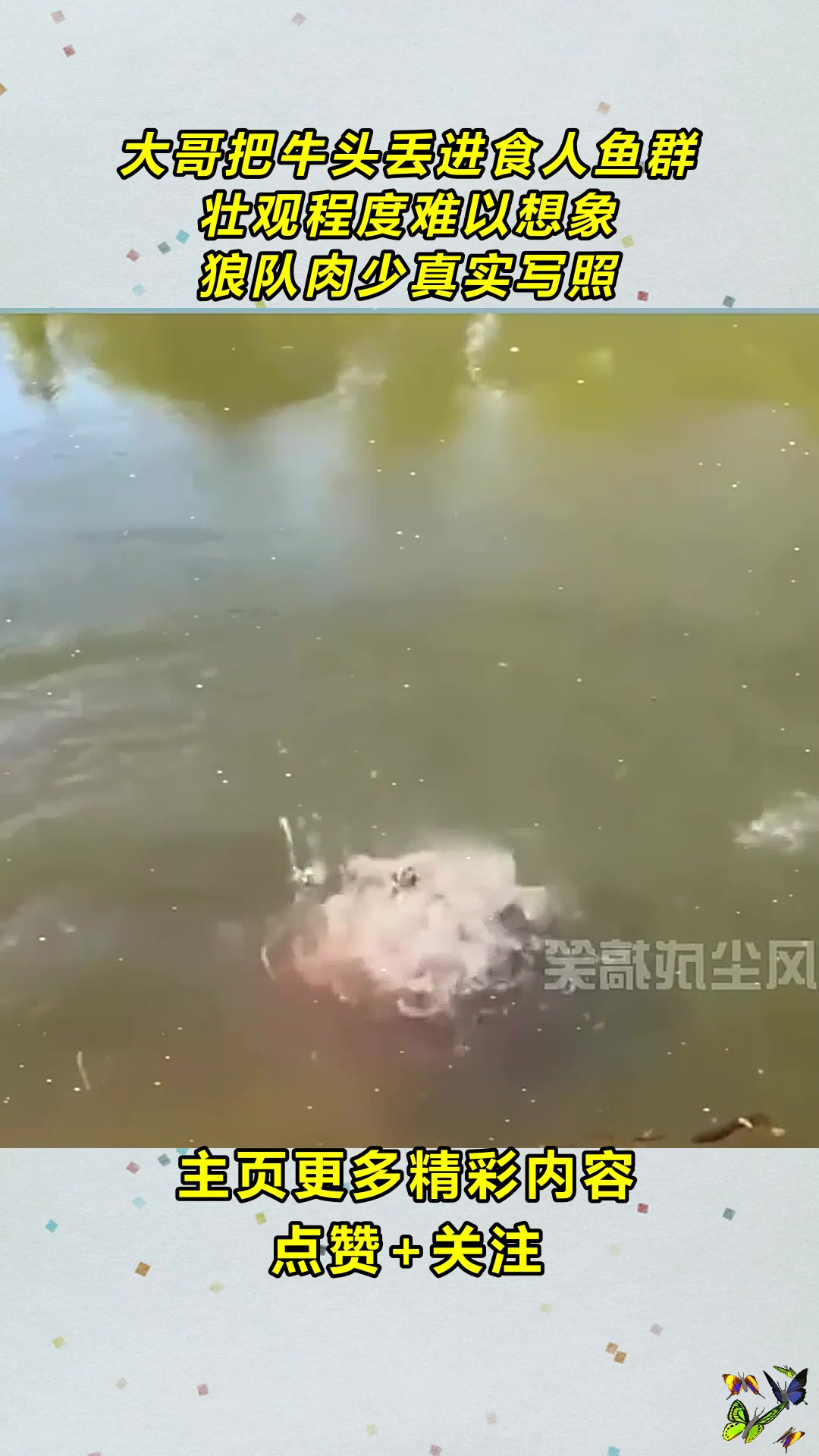 大哥把牛头丢进食人鱼群,壮观程度难以想象,狼队肉少真实写照