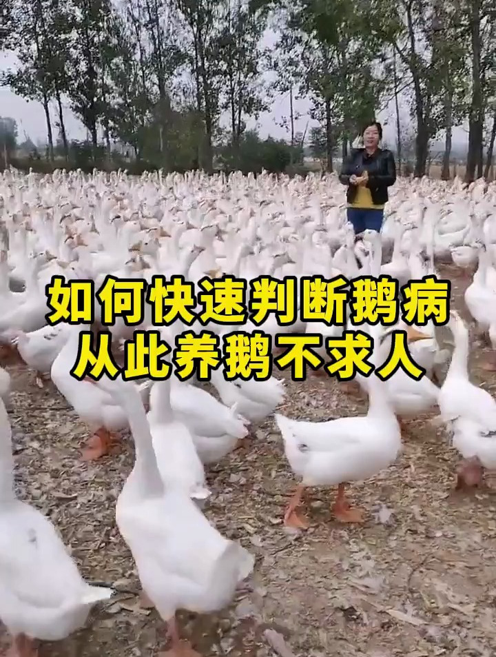 如何快速判断鹅病,从此养鹅不求人