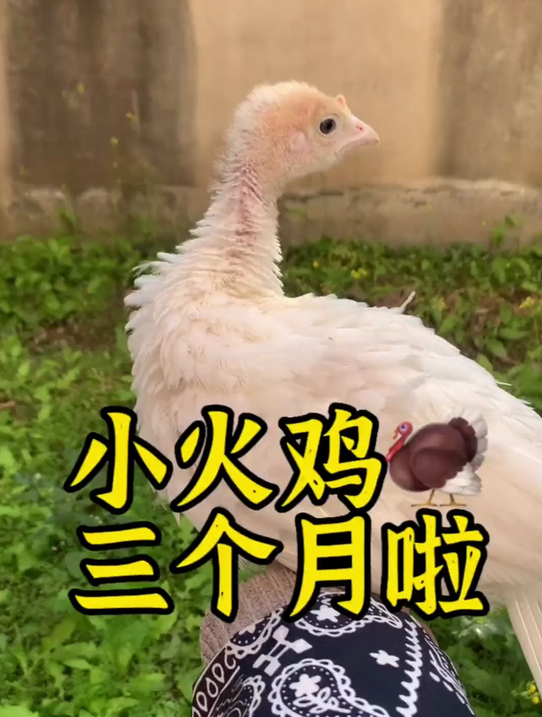 你见过纯白色的火鸡吗?