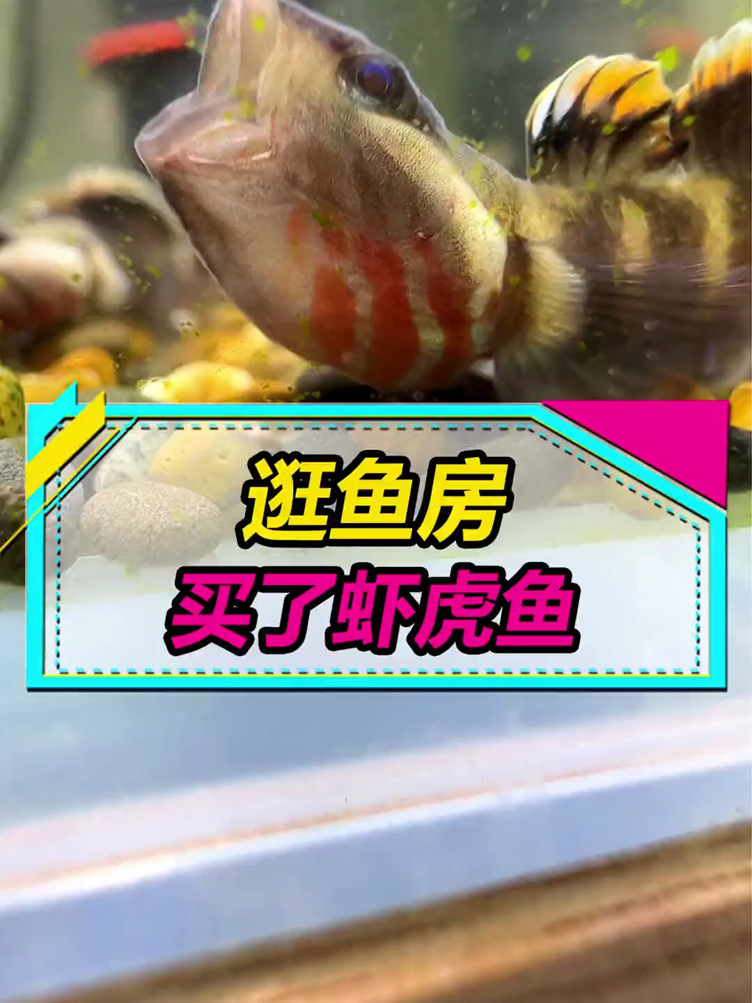 小虾虎鱼可不便宜啊,没敢买太贵的,只21条就花了600多