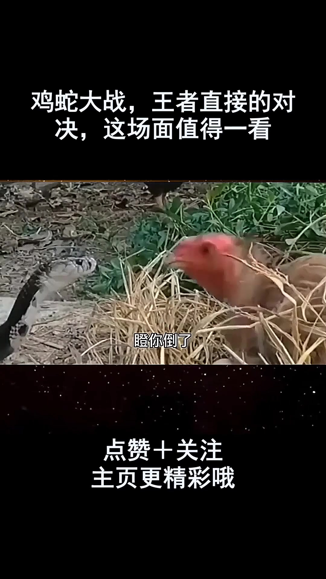 鸡蛇大战,王者直接的对决,这场面值得一看