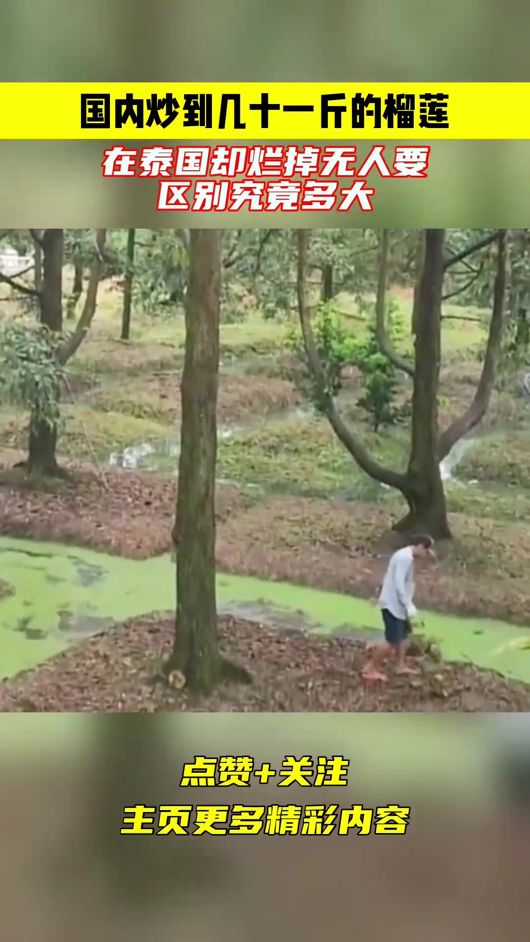 国内炒到几十一斤的榴莲,在泰国却烂掉无人要,区别究竟多大