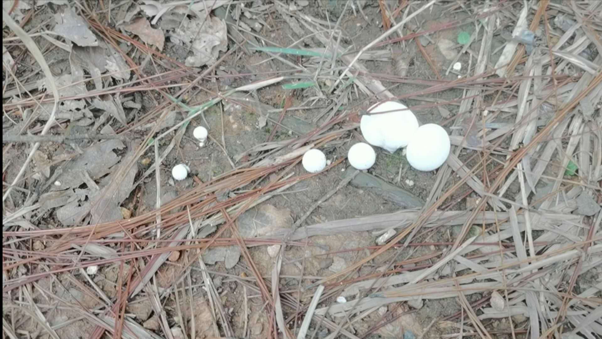 进山去摘灵芝,路上的风景和不知名的菌类