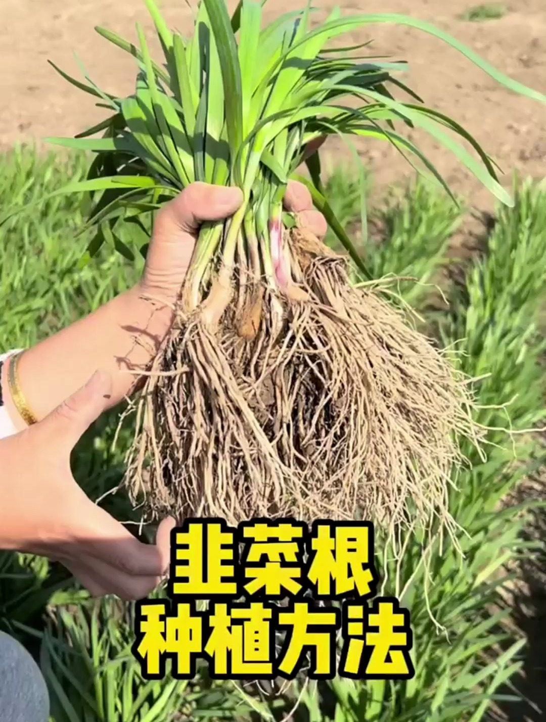 韭菜根种植方法!