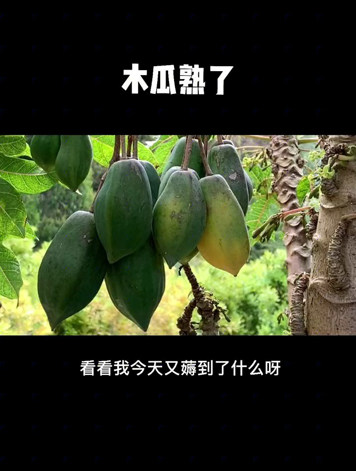 纽村的木瓜熟了,尝试炖个汤喝喝,然而却成了香肠嘴……