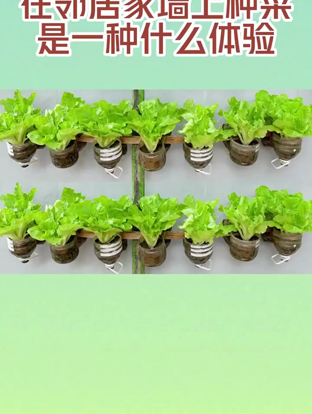 在邻居家墙上种菜是一种什么体验?