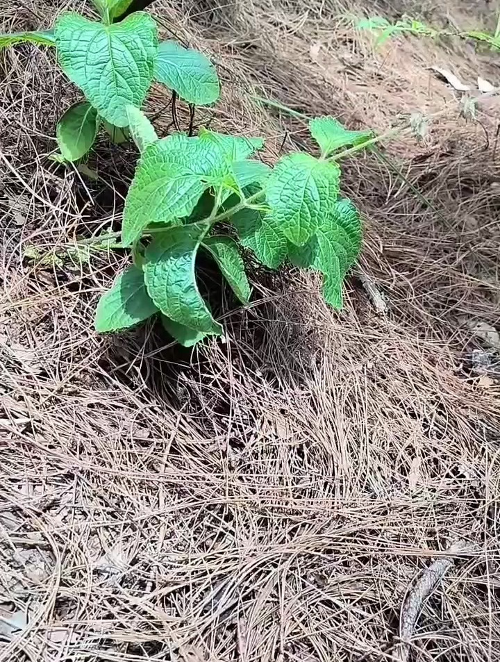 鸡脚参的功效与作用,你们记住了吗