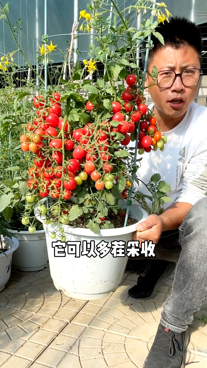 这个番茄啊他特别适合花盆的种植他就是矮生番茄他长不高结果多