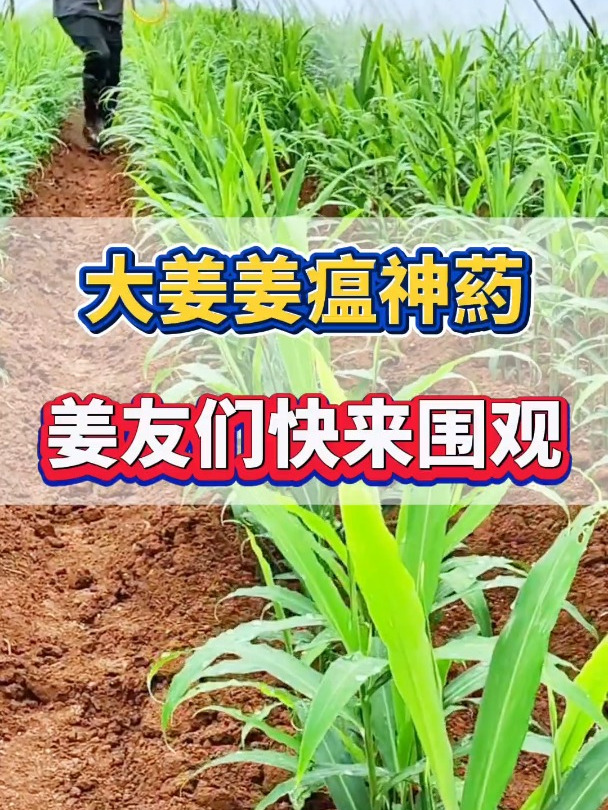 生姜种植姜瘟烂脖子用什么药效果好?大姜根腐茎基腐病防治方案!
