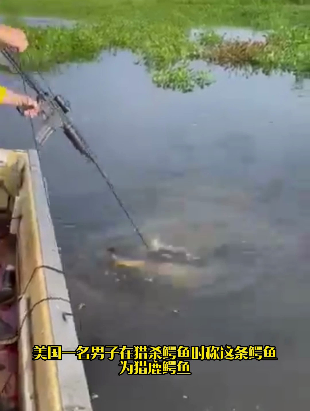 鳄鱼:我的死期到了?