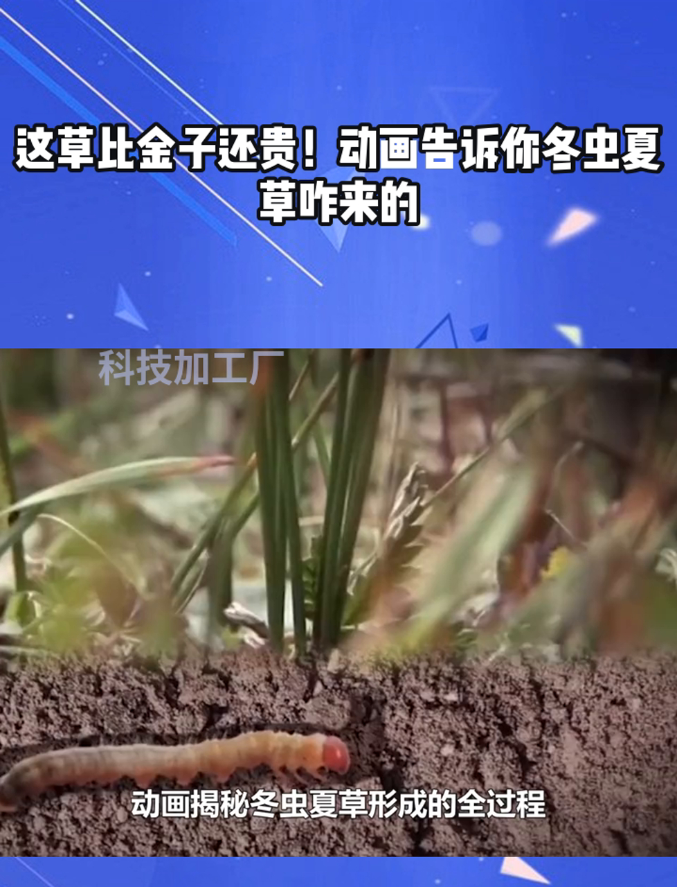 这草比金子还贵!动画告诉你冬虫夏草咋来的
