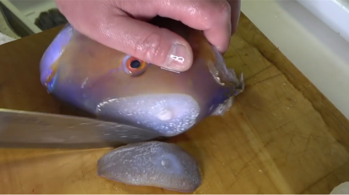 鱼头也能做成生鱼片?日本厨师用鱼头做刺身,结果欲哭无泪了