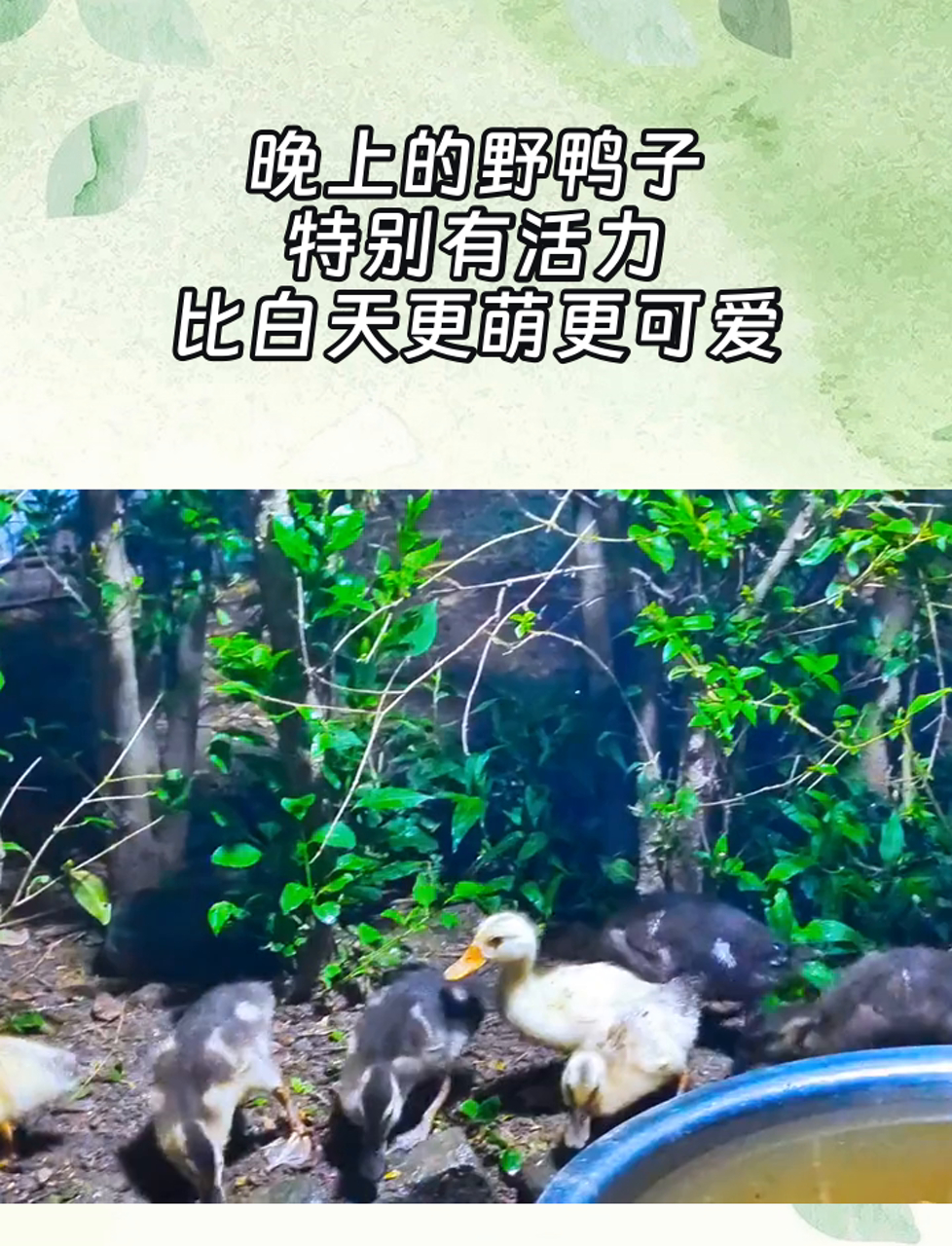 晚上的野鸭子,特别有活力,比白天更萌更可爱