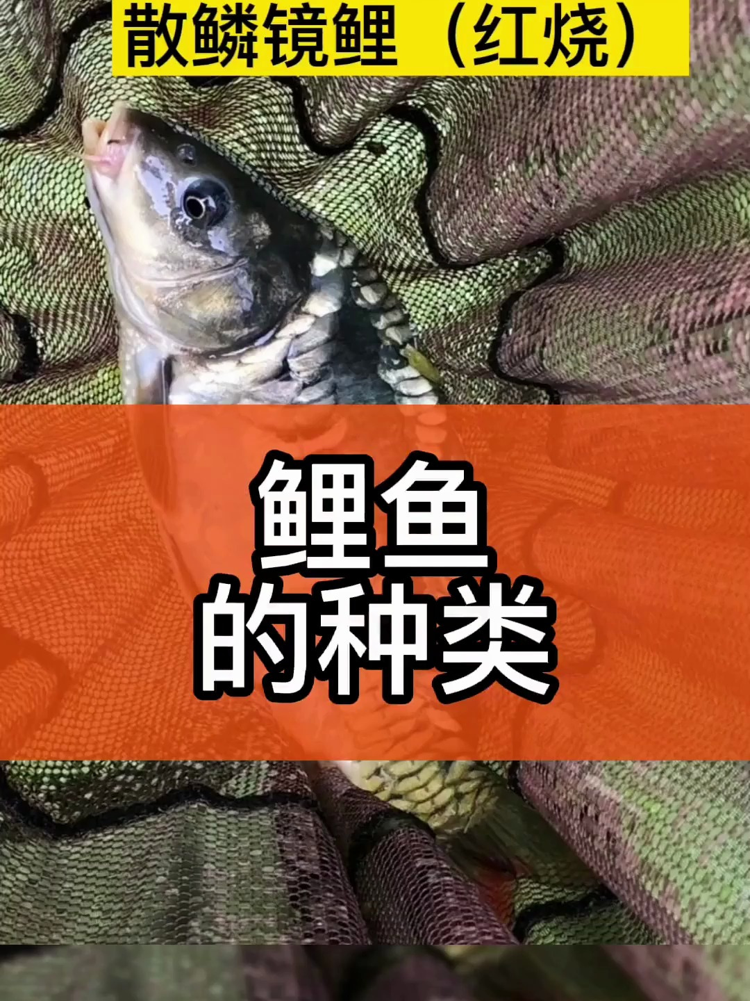 鲤鱼种类大全?有几种很多人都没见过!