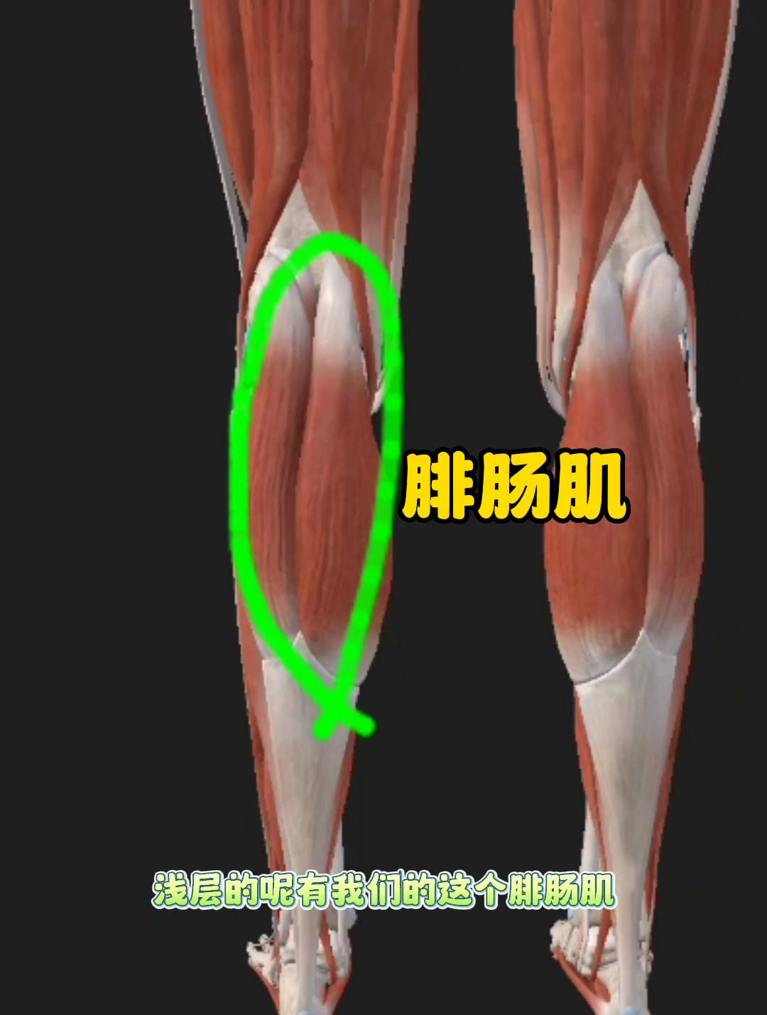 小腿后侧腓肠肌,比目鱼肌,腘肌