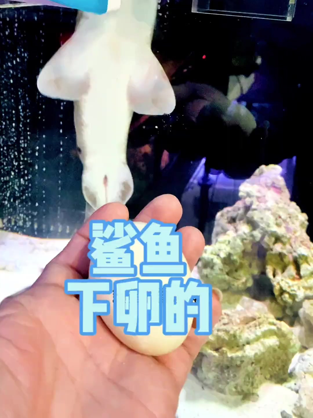 这种鲨鱼下卵的,不是直接下小鲨鱼