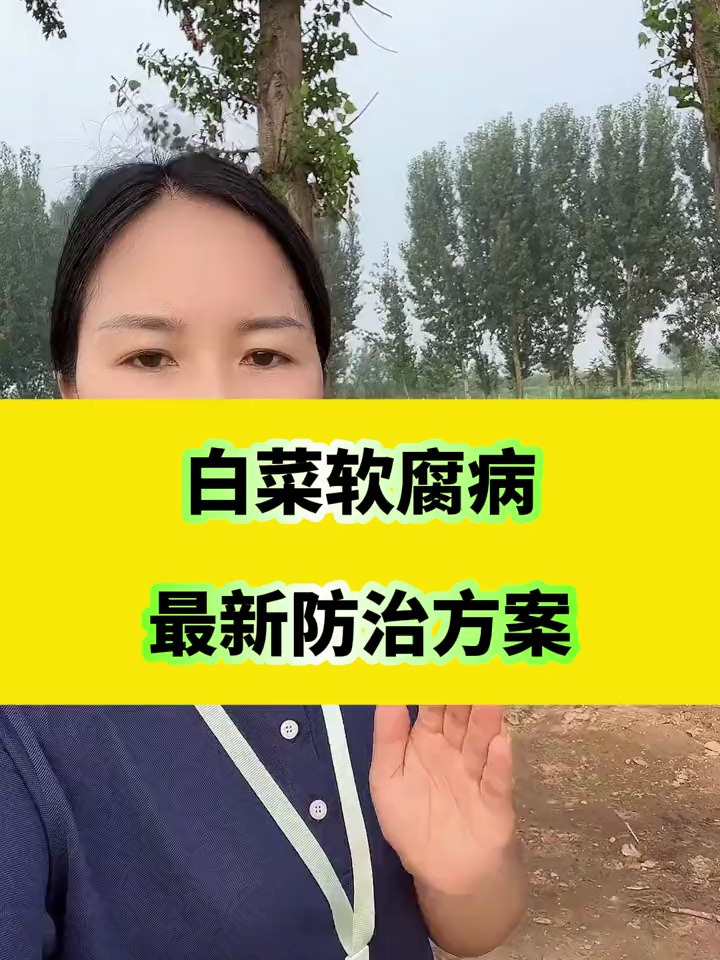 白菜软腐病,最新防治方案,分享农业知识帮农民增产增收