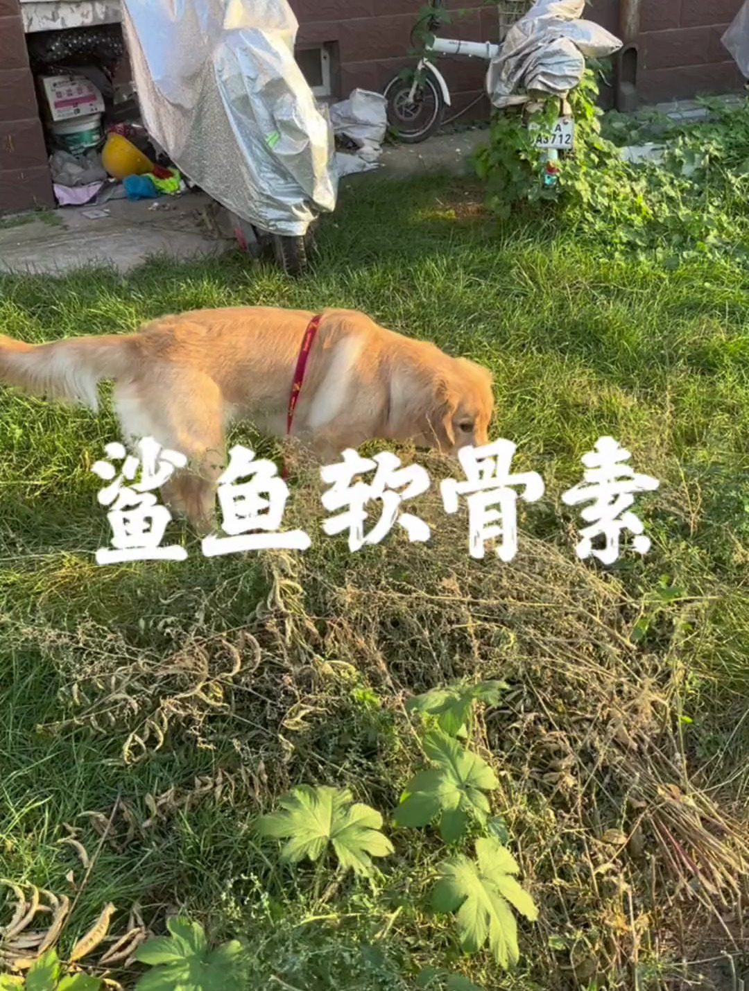高品质鲨鱼软骨素关节片,预防关节问题,修复受损关节