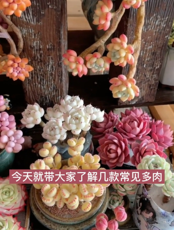 多肉品种繁多,今天就带大家了解几款常见多肉,你的桌上摆了几种