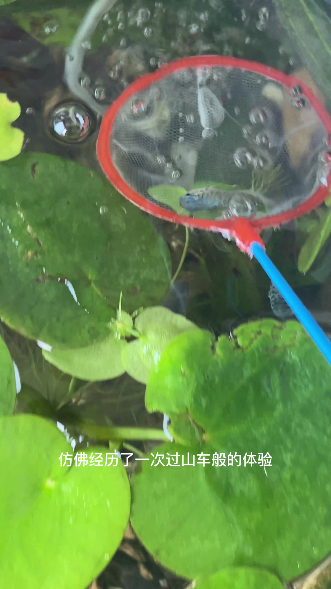 今天发现一只斗鱼咯嘣了,心里很难受,结果你猜怎么了?