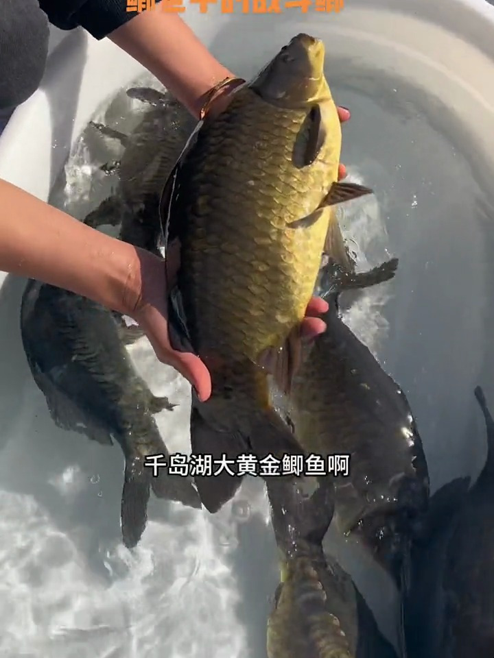 黄金鲫鱼,鱼中战斗鲫