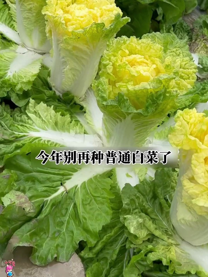 今年别种普通白菜了,黄心大白菜包芯紧实,肉质细腻