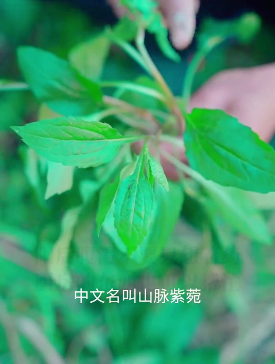 山藜蒿炒腊肉吃上一口鲜嫩爽口,只属于春天的绝美滋味